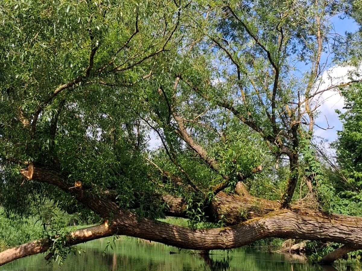 Widok rzeki Liswarty podczas spływu kajakowego